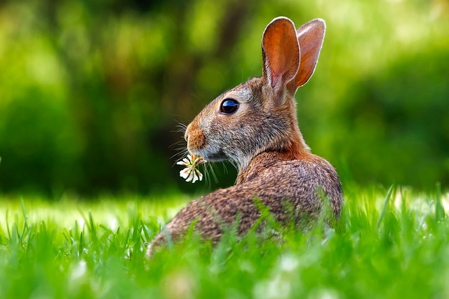 Løbetidsbukser til kaniner: Et vigtigt redskab til at holde styr på parringsprocessen